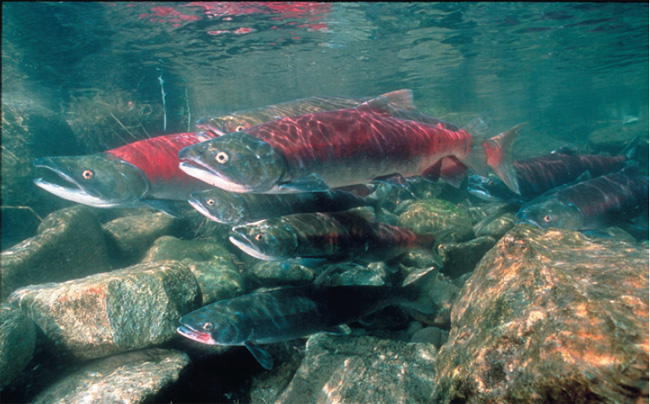 Фото Центра дикого лосося (США)