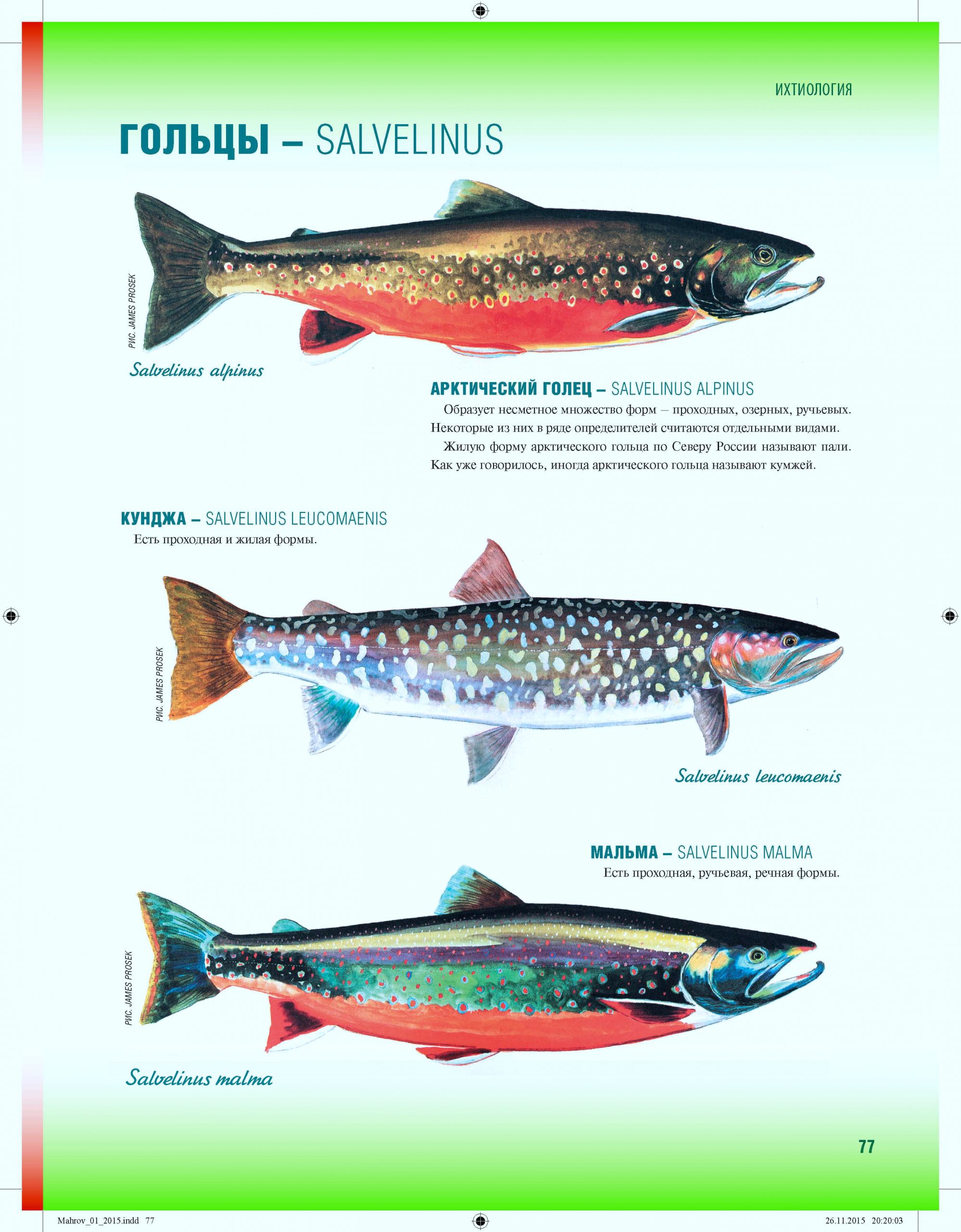 Систематика лосося биология 7 класс