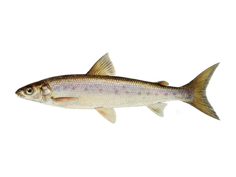 Рыба валек википедия фото