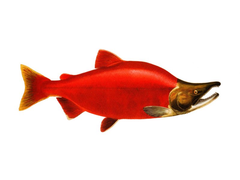 Нерка (Oncorhynchus nerka) | РУССКИЙ ЛОСОСЬ