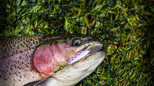 fish 1