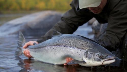 fish 11