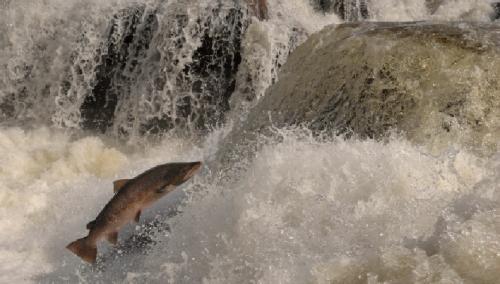 fish 8